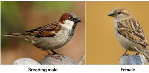 housesparrows