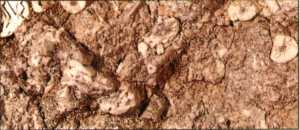 limestone