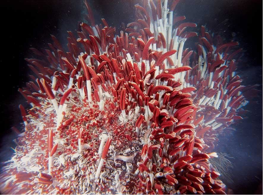 tubeworms